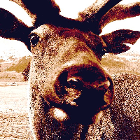 Deszczowa Sarna - zdjęcie